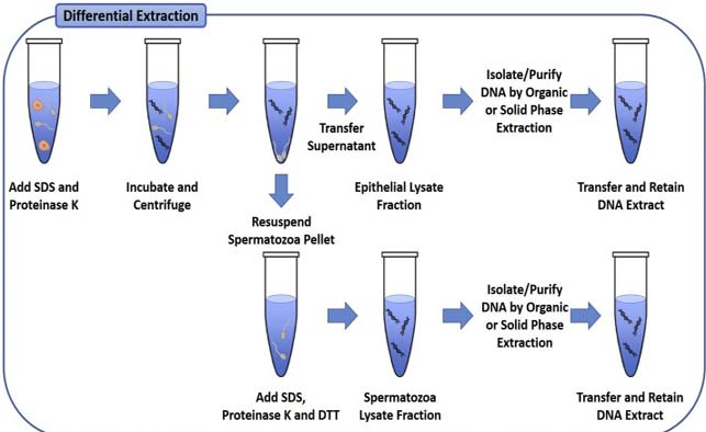 پروتییناز K - کاربرد تشخیص مولکولی